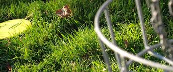 Image result for Croydon Disc Golf Club