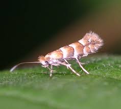 Attēlu rezultāti vaicājumam “Phyllonorycter nicellii”
