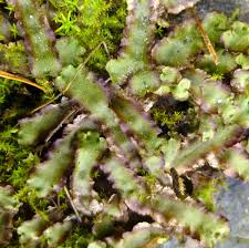 Attēlu rezultāti vaicājumam “Preissia quadrata”