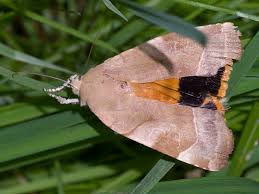 Attēlu rezultāti vaicājumam “Noctua fimbriata imago”