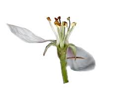 Attēlu rezultāti vaicājumam “Malus domestica flower”