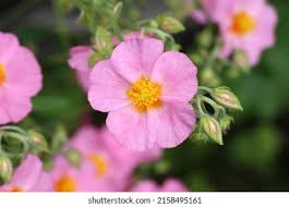 Attēlu rezultāti vaicājumam “Helianthemum x hybridum flower”