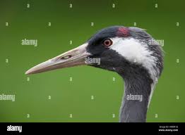 Attēlu rezultāti vaicājumam “Grus grus adult”