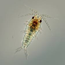 Attēlu rezultāti vaicājumam “Copepoda”