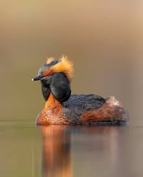Image result for Podiceps auritus