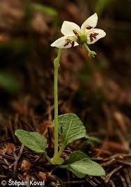 Attēlu rezultāti vaicājumam “Moneses uniflora fruit”