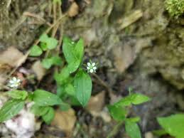 Attēlu rezultāti vaicājumam “Moehringia trinervia flower”