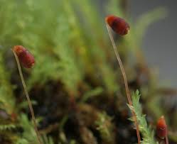 Attēlu rezultāti vaicājumam “Pohlia wahlenbergii sporophyte”