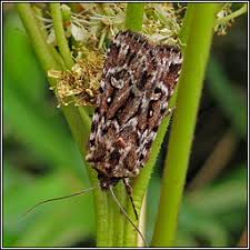 Attēlu rezultāti vaicājumam “Lycophotia porphyrea”