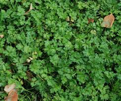 Attēlu rezultāti vaicājumam “Ranunculus repens leaf”