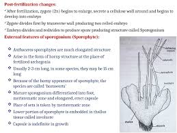 Attēlu rezultāti vaicājumam “Anthocerotopsida”