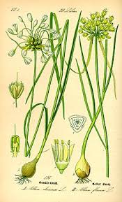 Attēlu rezultāti vaicājumam “Allium oleraceum bud”