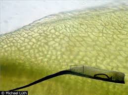 Attēlu rezultāti vaicājumam “Distichium capillaceum sporophyte”