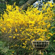 Attēlu rezultāti vaicājumam “Forsythia”