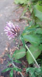 Attēlu rezultāti vaicājumam “Trifolium medium bud”