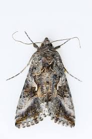 Attēlu rezultāti vaicājumam “Autographa gamma”