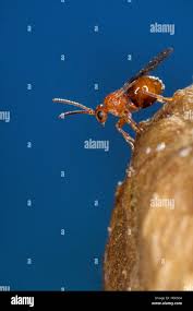 Attēlu rezultāti vaicājumam “Biorhiza pallida”