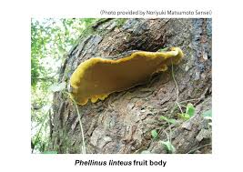 Attēlu rezultāti vaicājumam “Phellinus”