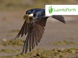 Attēlu rezultāti vaicājumam “Delichon urbicum juvenile”