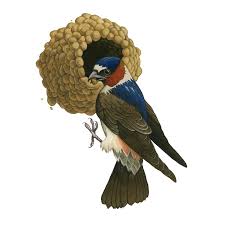 Image result for Petrochelidon pyrrhonota