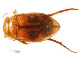 Attēlu rezultāti vaicājumam “Dytiscidae”