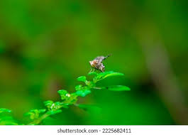 Attēlu rezultāti vaicājumam “Trypetoptera punctulata”