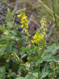 Attēlu rezultāti vaicājumam “Melilotus wolgicus”