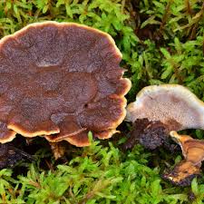 Attēlu rezultāti vaicājumam “Onnia triquetra”