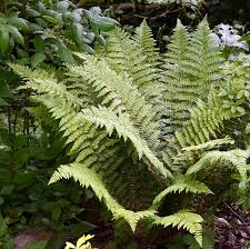 Attēlu rezultāti vaicājumam “Polystichum braunii”
