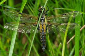 Attēlu rezultāti vaicājumam “Libellula quadrimaculata imago”