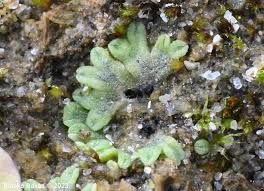 Attēlu rezultāti vaicājumam “Riccia bifurca”