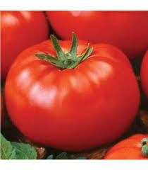 Afbeeldingsresultaat voor stump of the world tomato