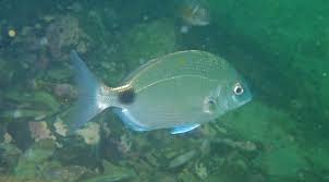 Image result for Diplodus capensis