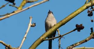 Attēlu rezultāti vaicājumam “Sylvia atricapilla male”