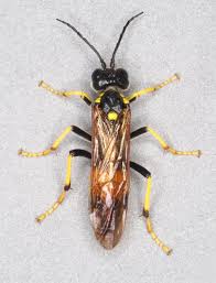 Attēlu rezultāti vaicājumam “Tenthredo scrophulariae exuvia”