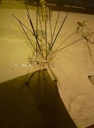 Image result for 土井ヶ浜遺跡　視線　故郷