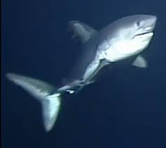 Image result for Lamna ditropis