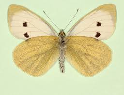 Attēlu rezultāti vaicājumam “Pieris brassicae female”