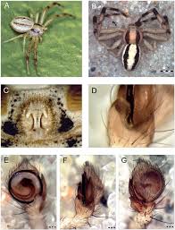Attēlu rezultāti vaicājumam “Diaea dorsata male”
