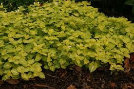 Attēlu rezultāti vaicājumam “Lamium maculatum leaf”