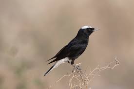 Image result for Oenanthe leucopyga