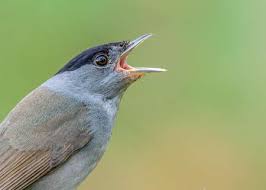 Attēlu rezultāti vaicājumam “Sylvia atricapilla male”