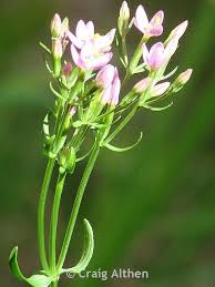 Attēlu rezultāti vaicājumam “Centaurium erythraea flower”