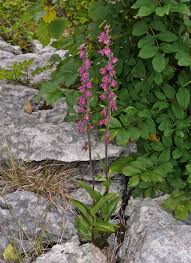 Attēlu rezultāti vaicājumam “Epipactis atrorubens flower”