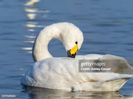 Attēlu rezultāti vaicājumam “Cygnus columbianus adult”