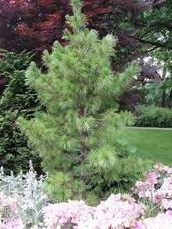Image result for Pinus cembra