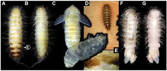 Attēlu rezultāti vaicājumam “Anthrenus sp. larva”