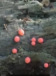 Attēlu rezultāti vaicājumam “Lycogala exiguum aggr.”