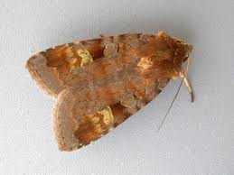 Attēlu rezultāti vaicājumam “Diarsia brunnea”