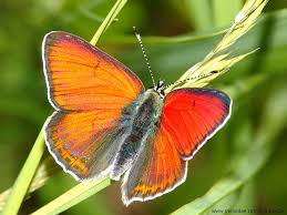 Attēlu rezultāti vaicājumam “Lycaena hippothoe”